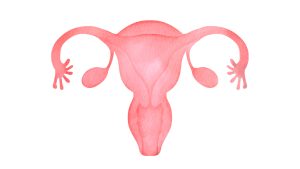 Human uterus
